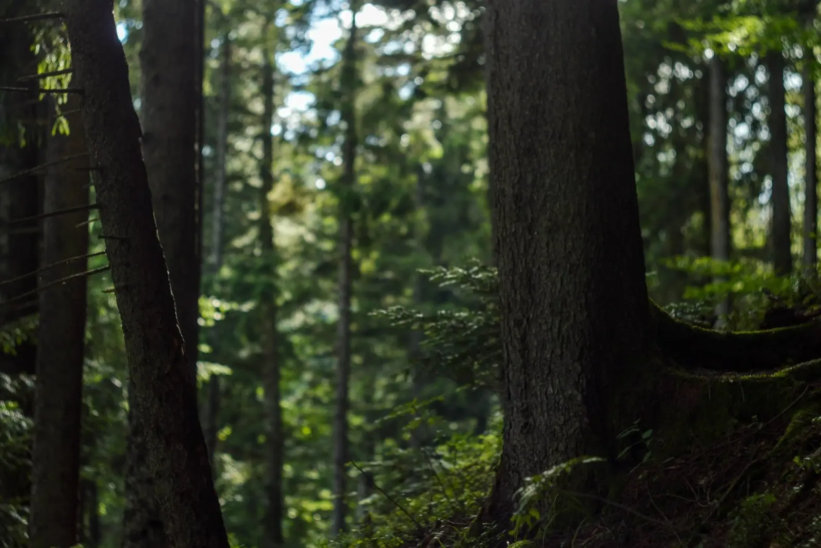 Das Flüstern der Wälder Hahnemühle von PhotoVibe Decor