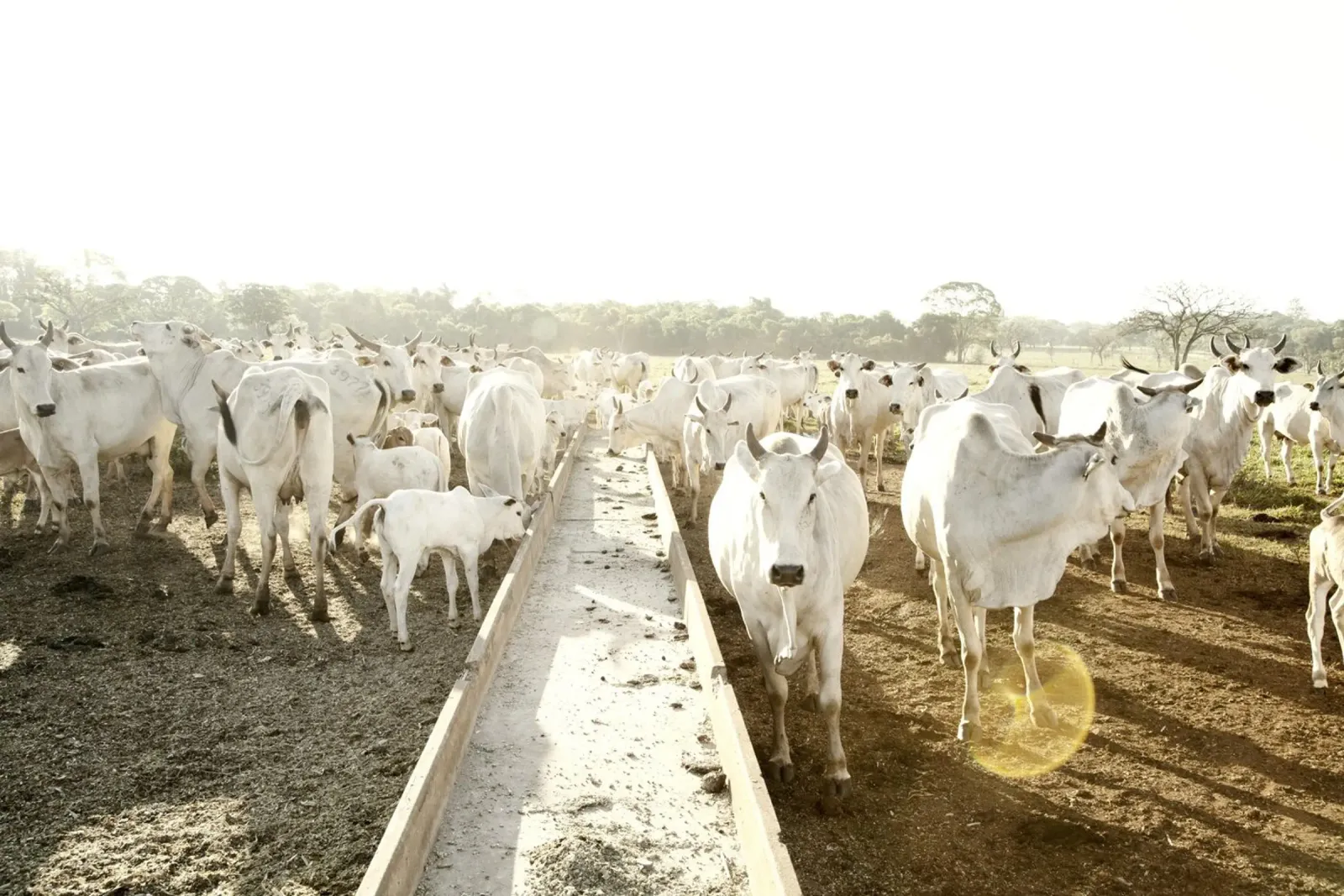 White Cows on Farm pellicola backlit da KISSA STUDIO