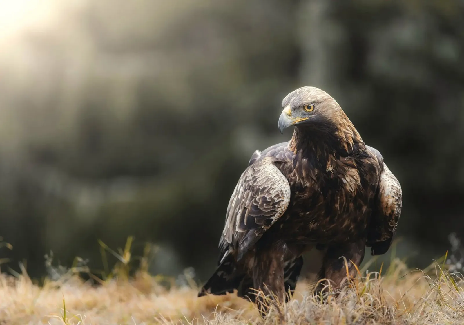 eagle bird canvas by Earthly Visions