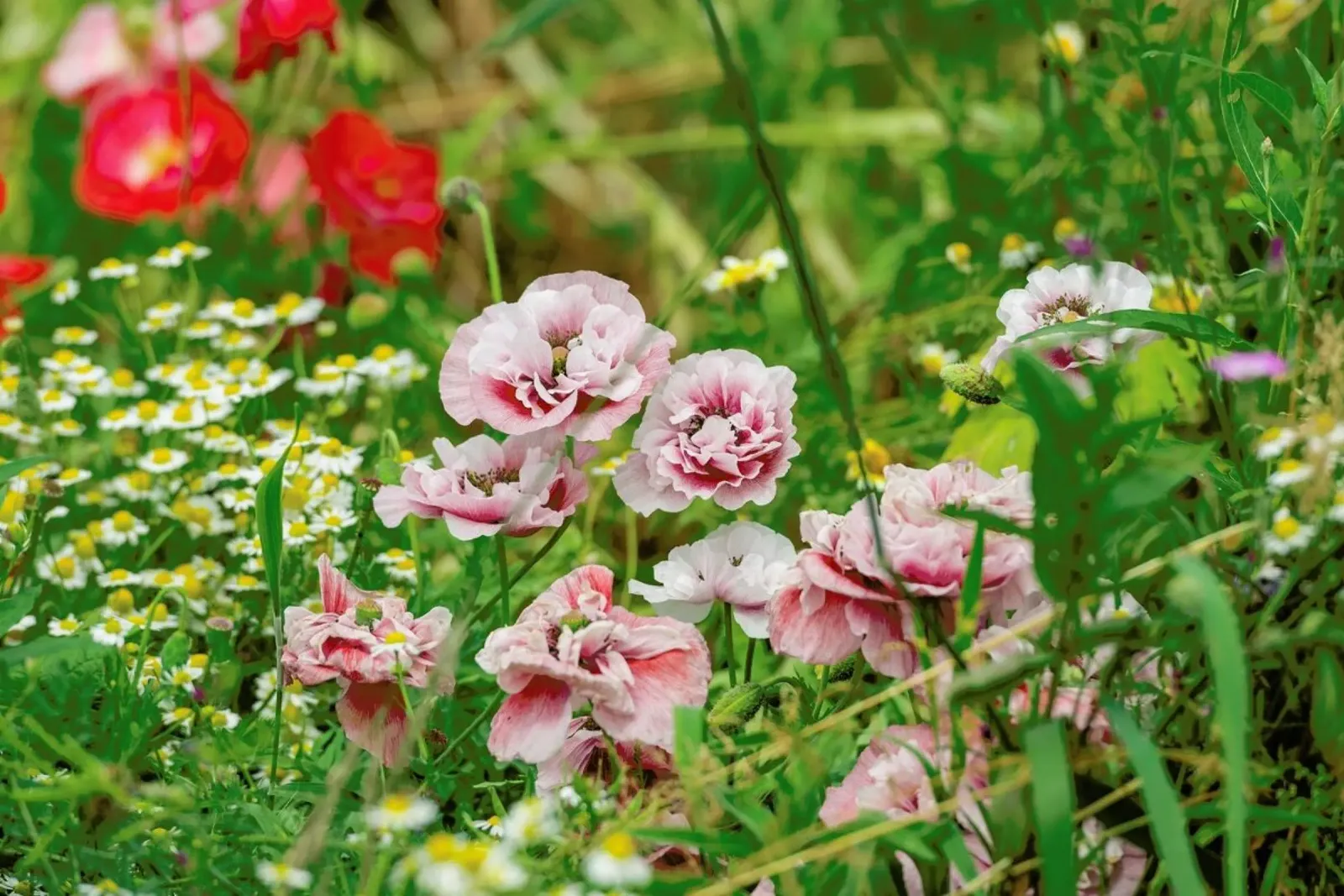 Romantic Pink Poppies poster da Curious Collections by Marielle Leenders
