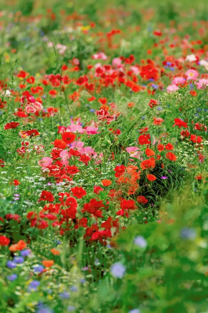 Poppyfield canvas by Curious Collections by Marielle Leenders