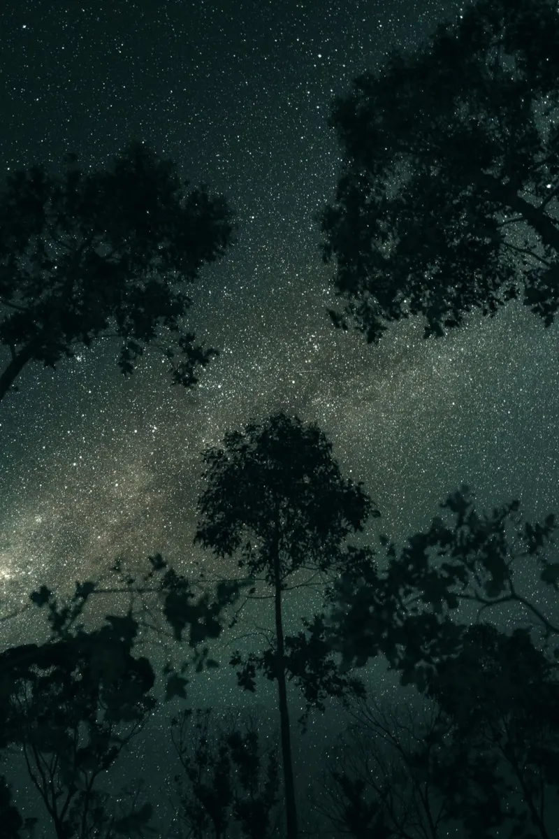 darkness through the trees canvas by space words