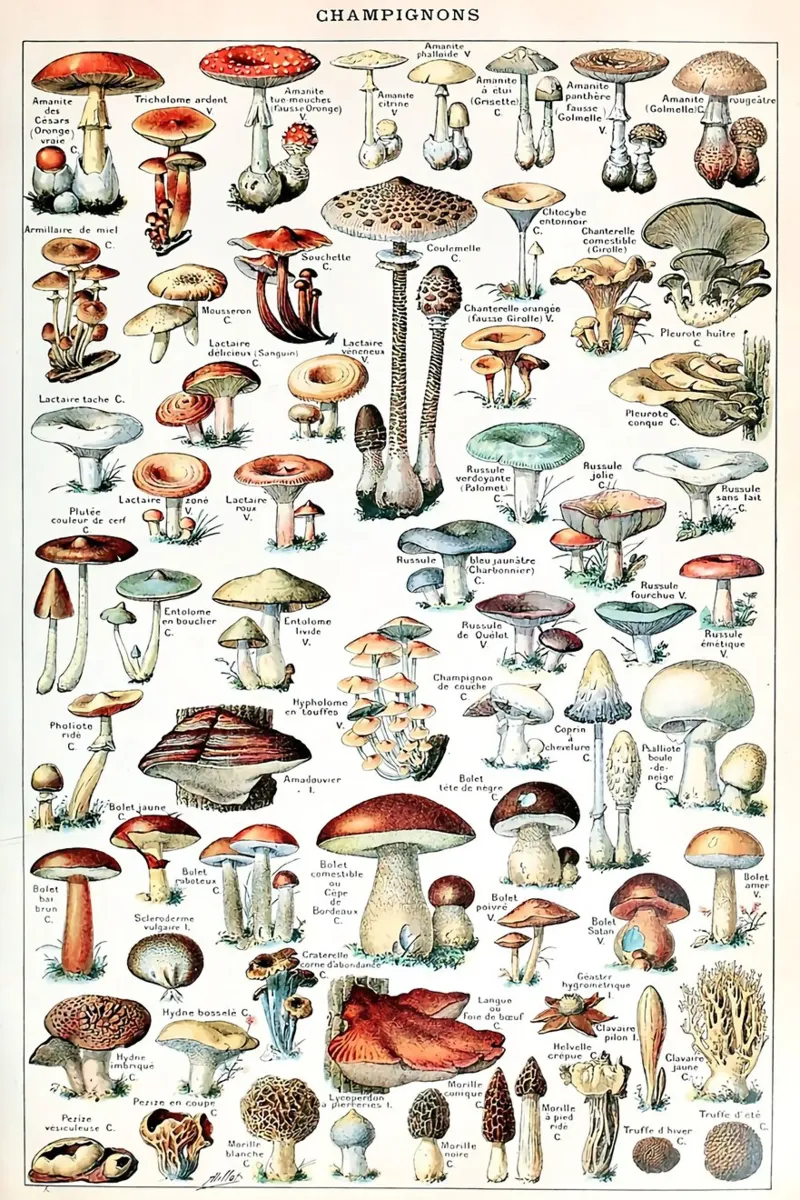 funghi funghi a trombetta pellicola backlit da Graham Robertson