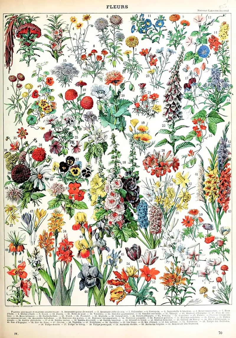 fiori botanica natura floreale poster con telaio in alluminio da Graham Robertson