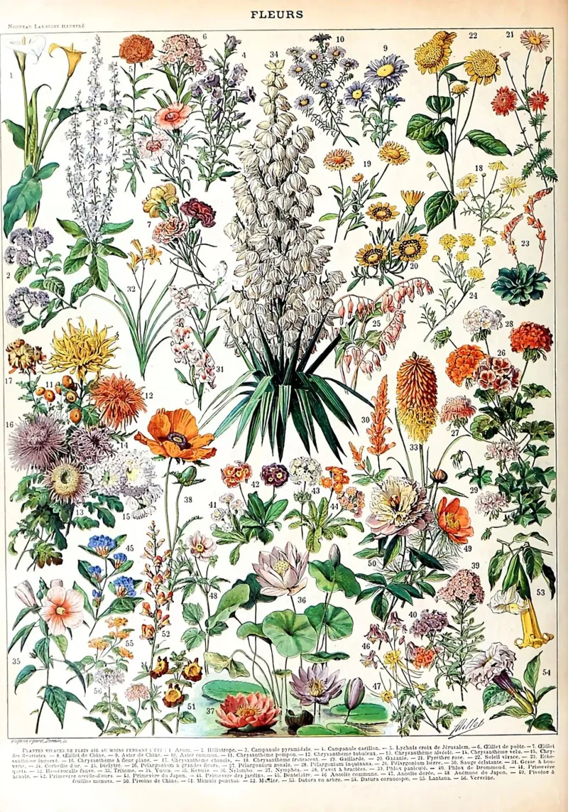 fiori illustrazione botanica specie vegetali poster con telaio in plastica da Graham Robertson