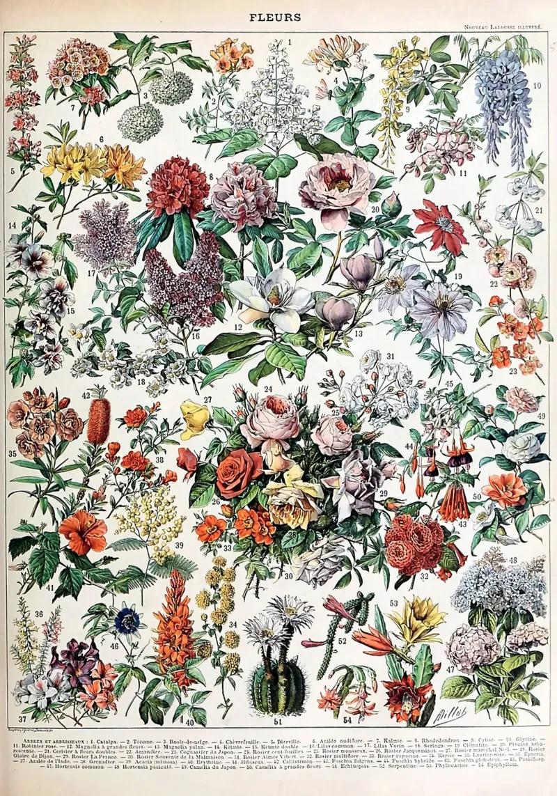 fiori botanica natura illustrazione pellicola backlit da Graham Robertson