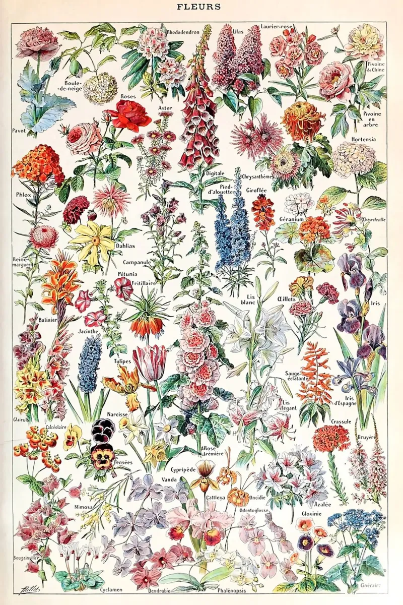 fiori illustrazione botanica varietà floreali poster da Graham Robertson