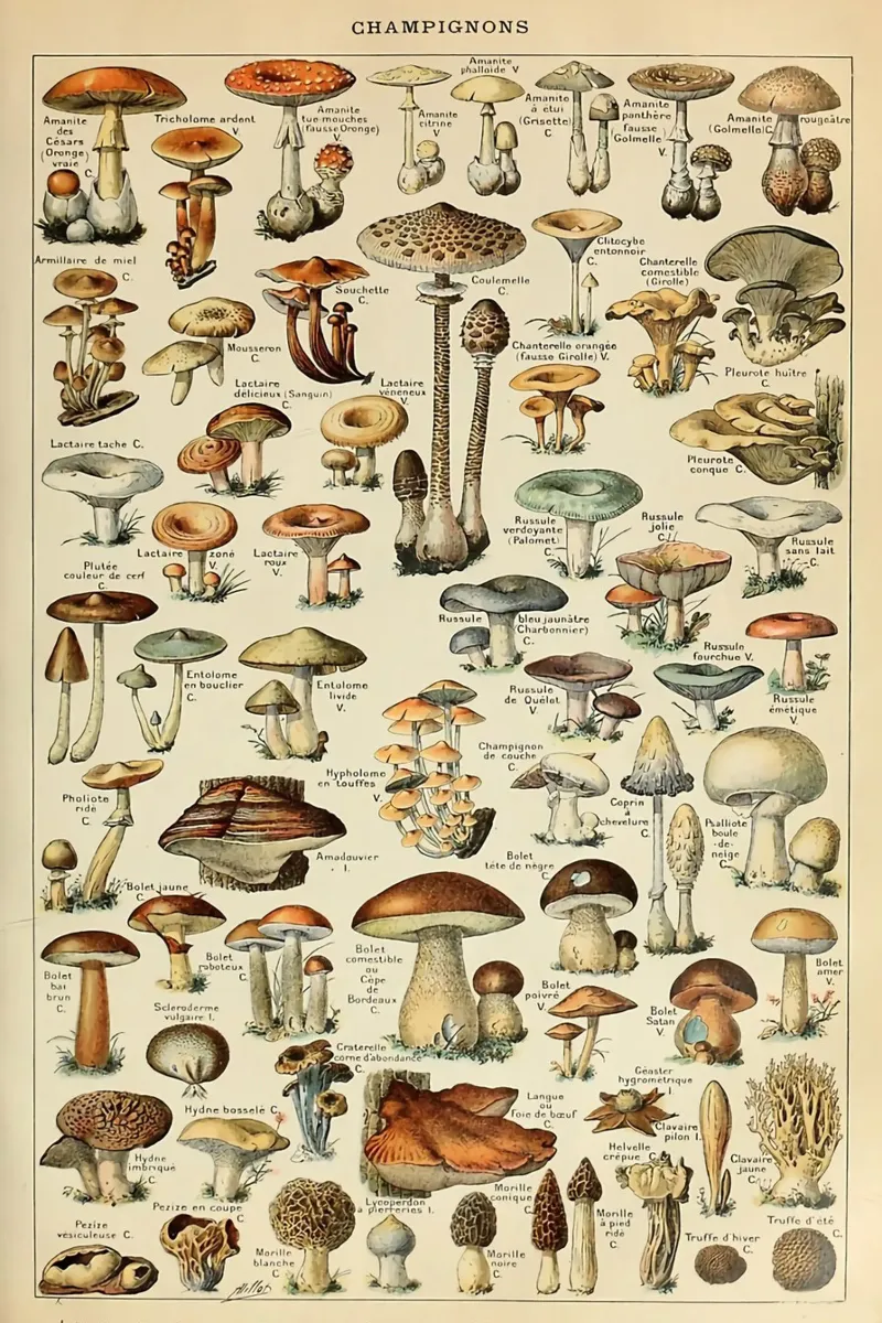 funghi champignon amanita pellicola backlit da Graham Robertson