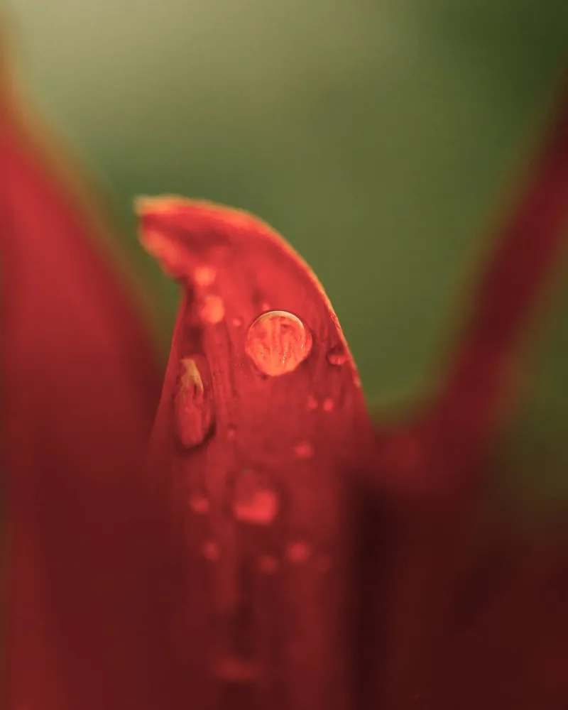 gocce d'acqua petalo poster con telaio in alluminio da Earthly Visions