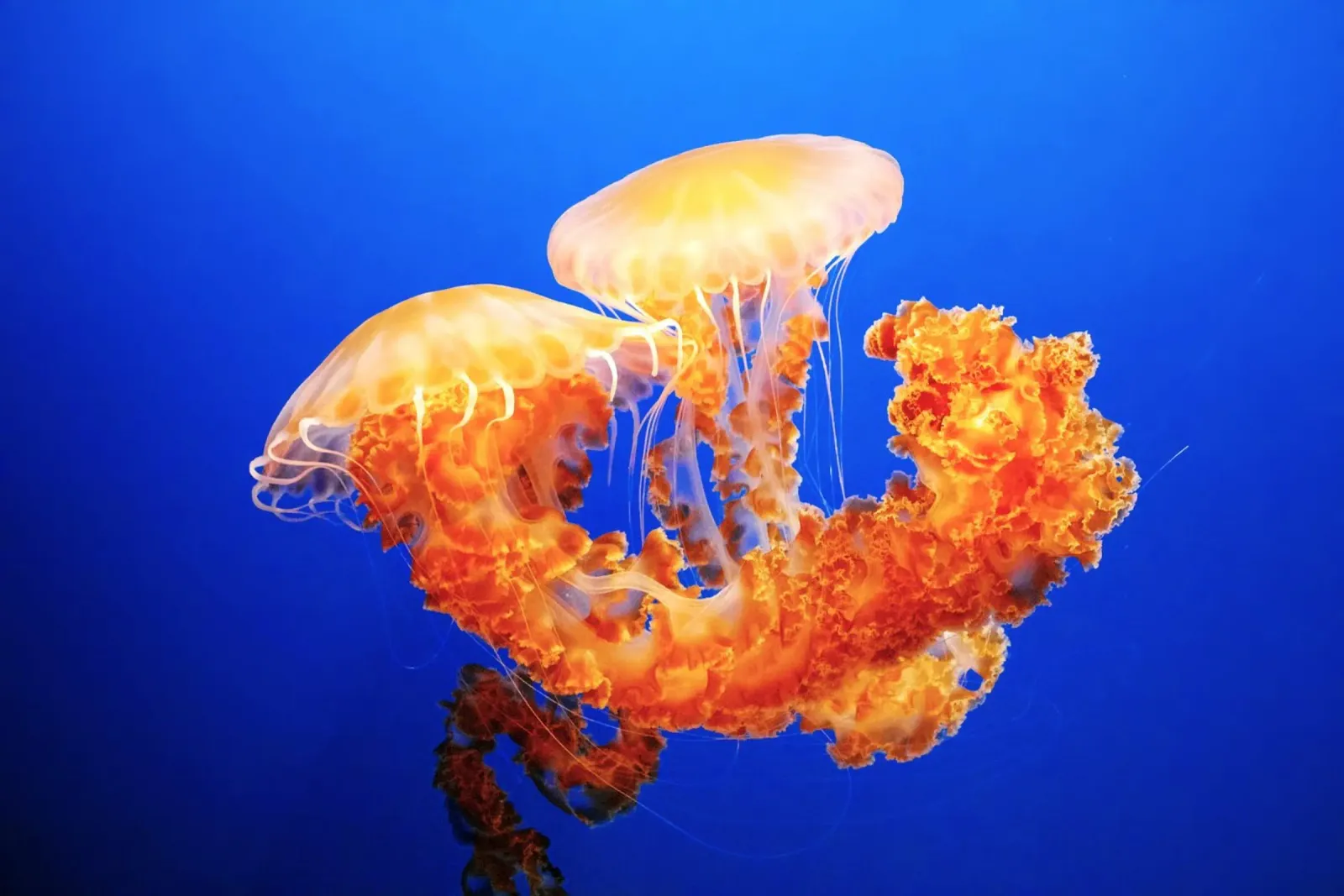 meduse sott'acqua pellicola backlit da Earthly Visions
