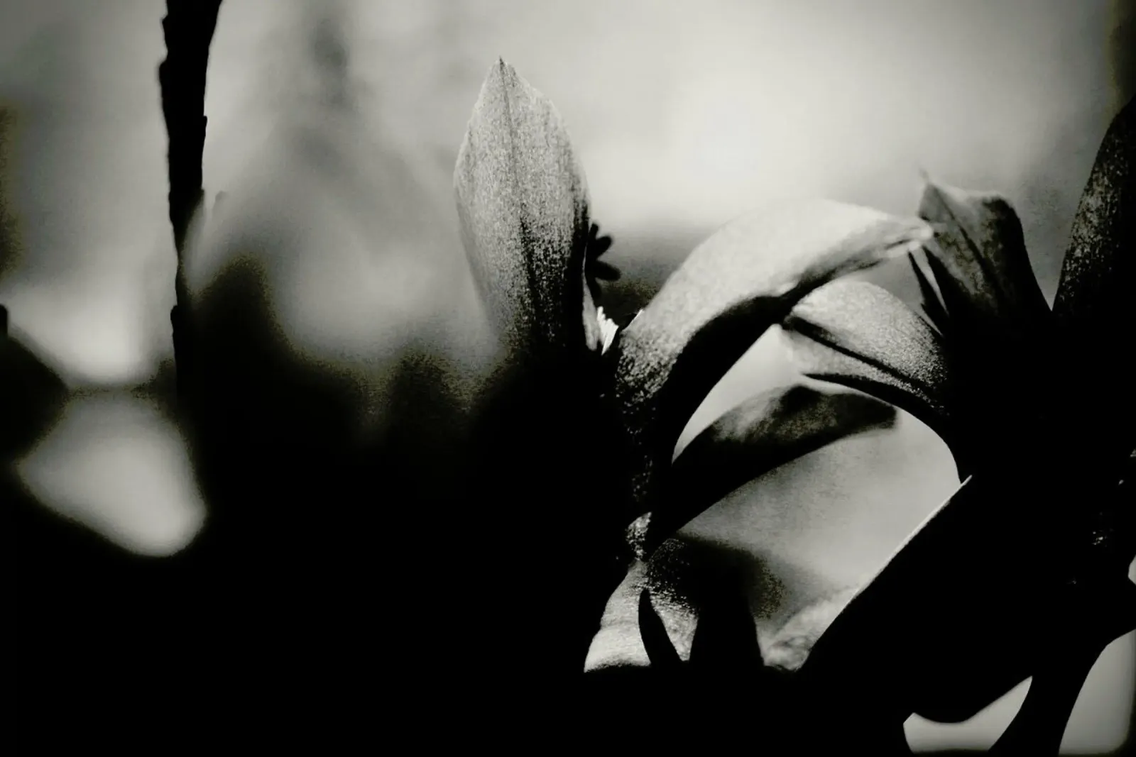 Blossoming I pellicola backlit da Anja Hebrank Photography