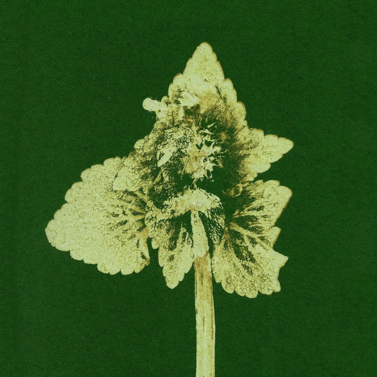 Impressioni botaniche | Lamium purpureum v3 pellicola backlit da Ivona Maris