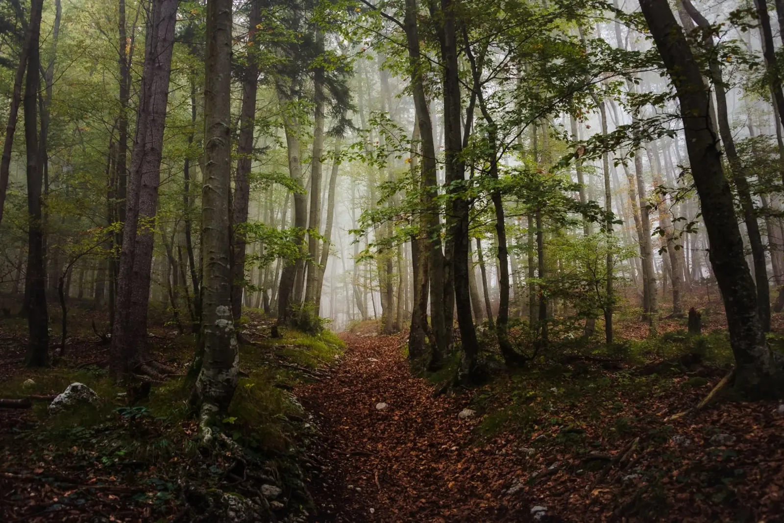 Sussurri di sentieri d'autunno carta hahnemühle da PhotoVibe Decor