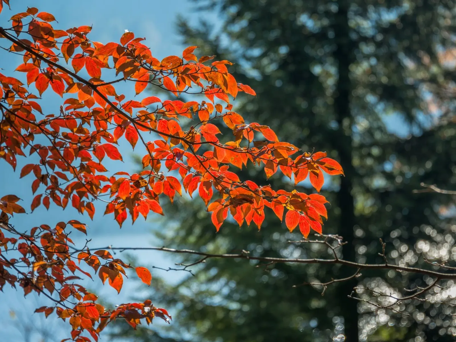 Sussurri di sentieri d'autunno carta hahnemühle da PhotoVibe Decor
