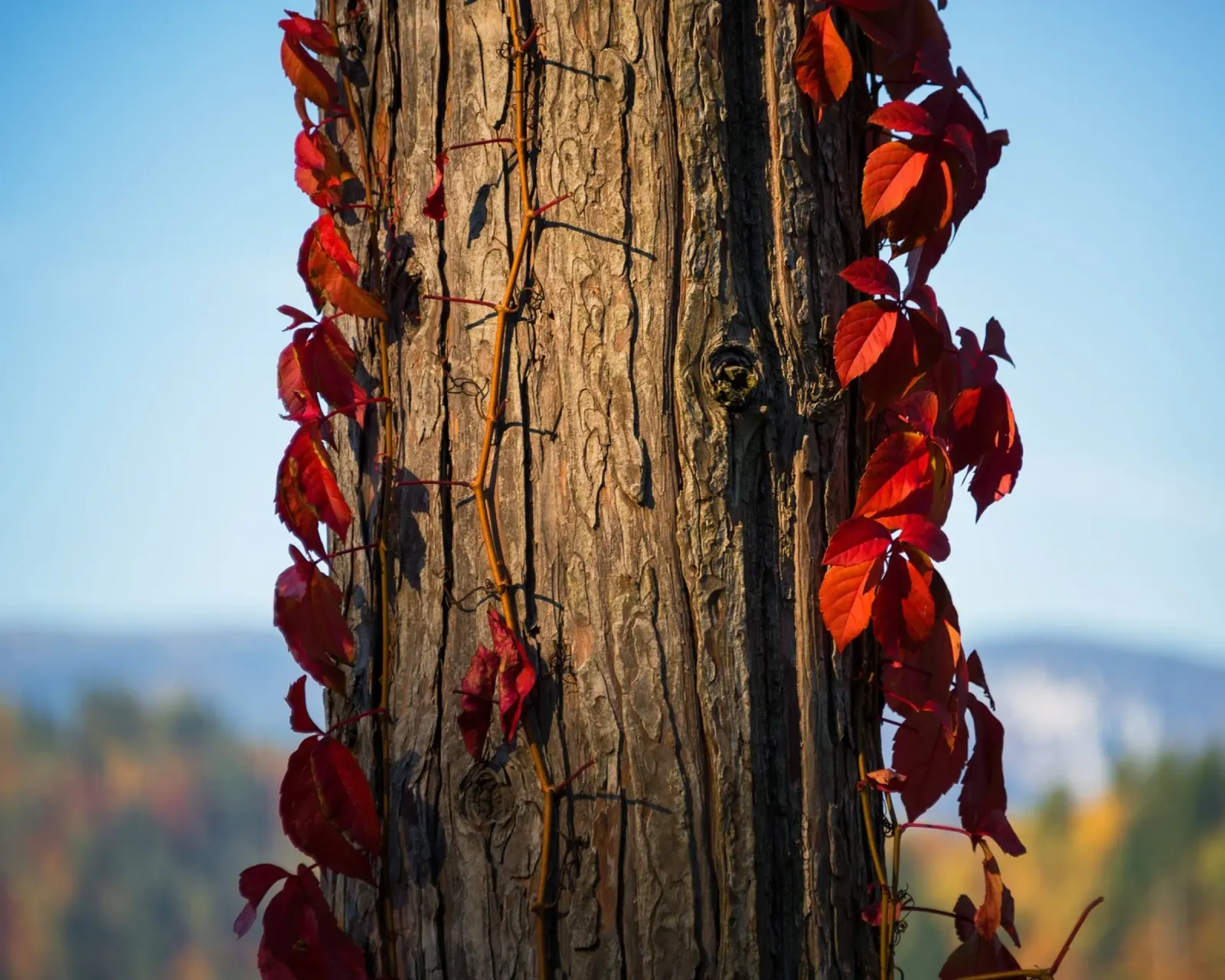 Sussurri di sentieri d'autunno tela da PhotoVibe Decor