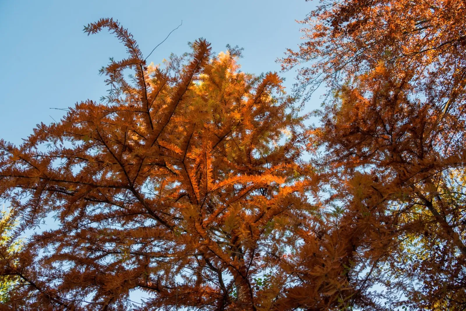 Sussurri di sentieri d'autunno carta hahnemühle da PhotoVibe Decor