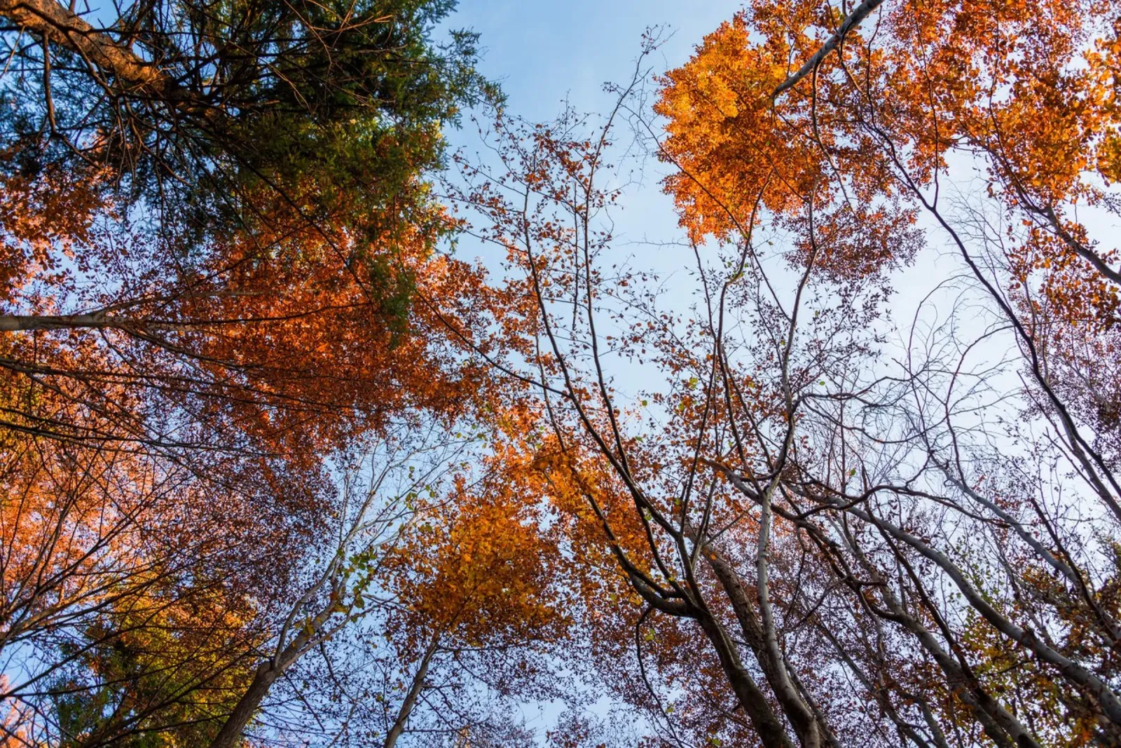 Sussurri di sentieri d'autunno carta hahnemühle da PhotoVibe Decor