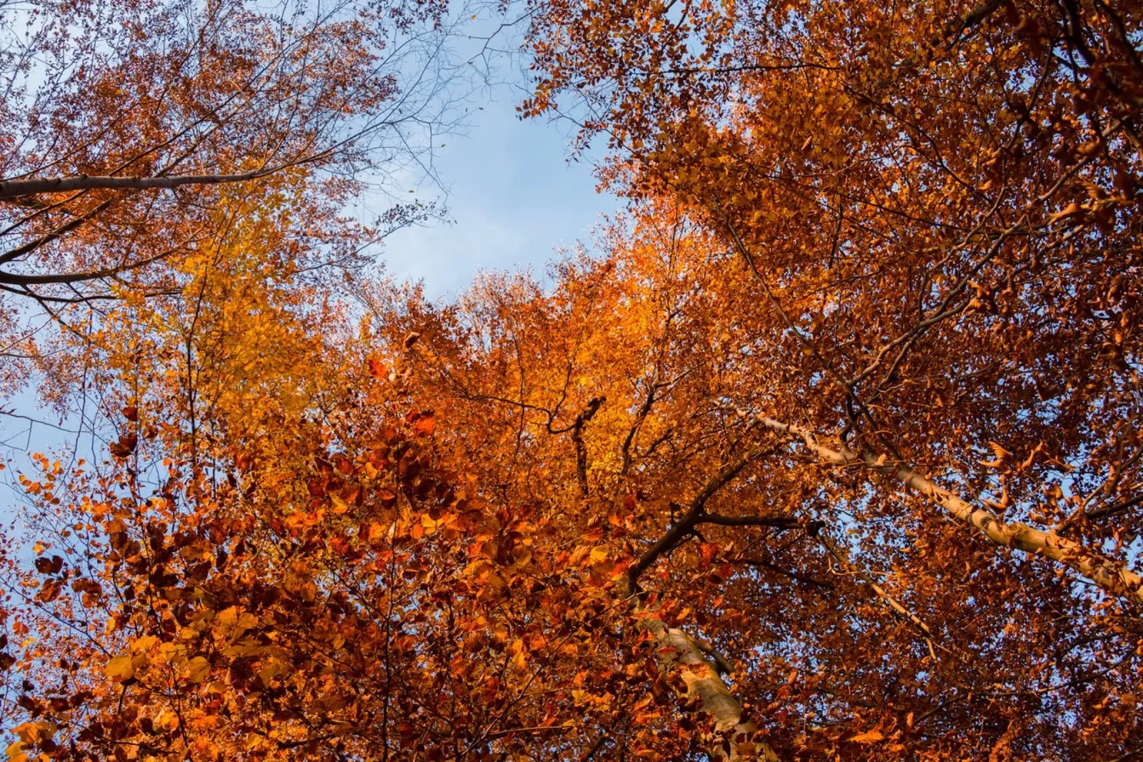 Sussurri di sentieri d'autunno carta hahnemühle da PhotoVibe Decor