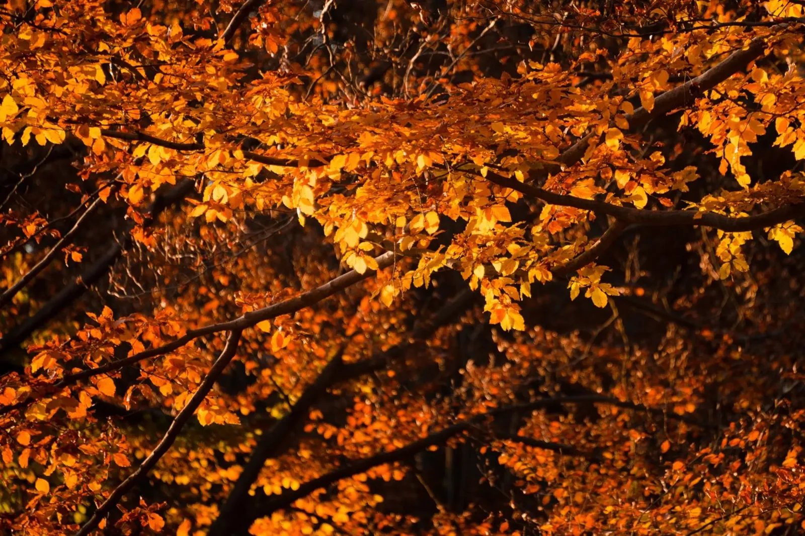 Sussurri di sentieri d'autunno poster con telaio in plastica da PhotoVibe Decor