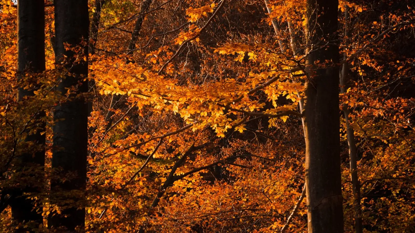 Sussurri di sentieri d'autunno carta hahnemühle da PhotoVibe Decor