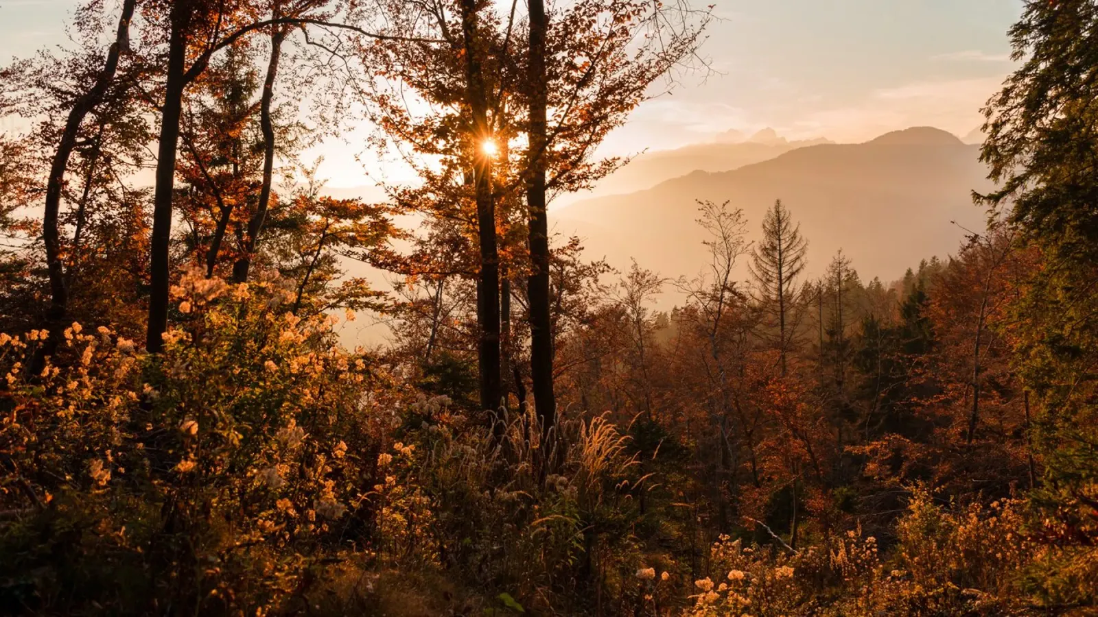 Sussurri di sentieri d'autunno carta hahnemühle da PhotoVibe Decor