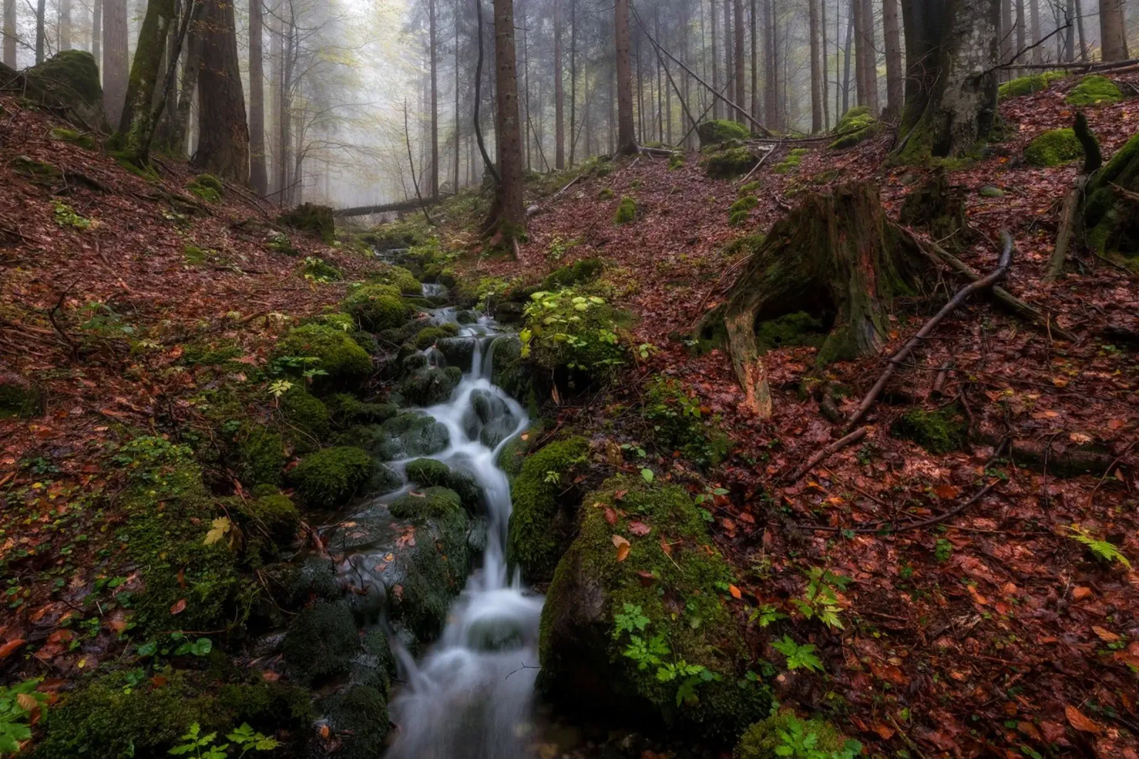 Sussurri di sentieri d'autunno alluminio dibond da PhotoVibe Decor