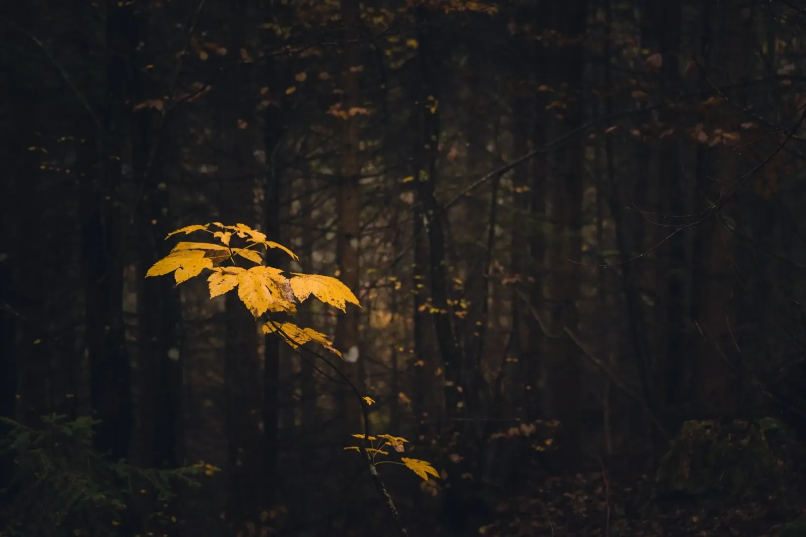 Whispers of Autumn Trails hahnemühle by PhotoVibe Decor