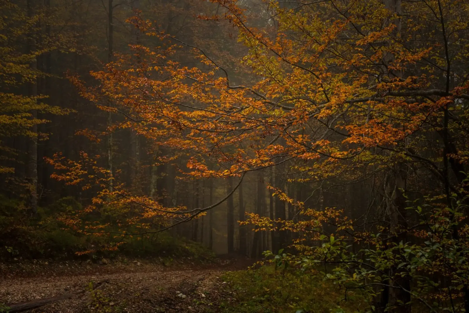 Sussurri di sentieri d'autunno alluminio dibond da PhotoVibe Decor