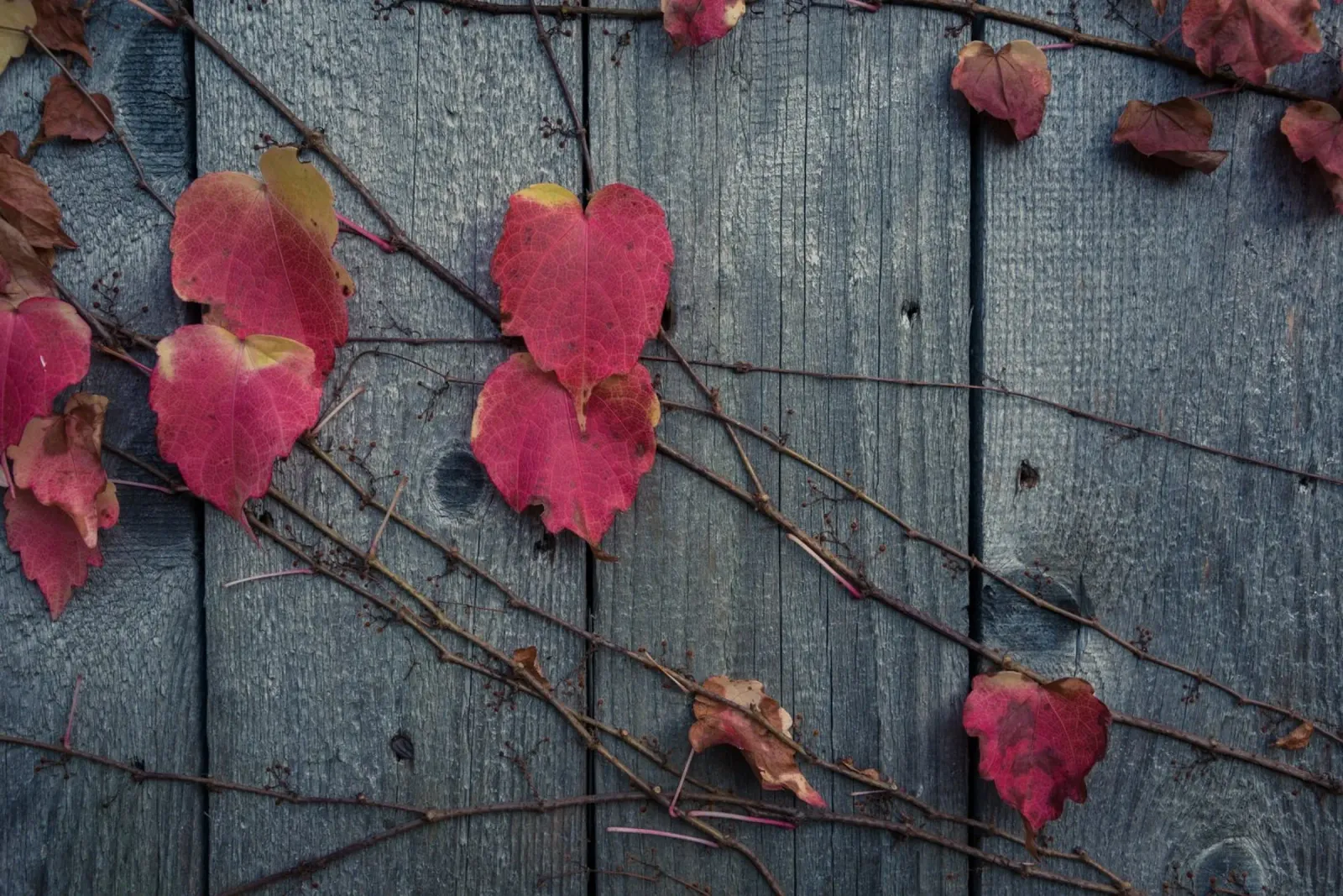 Sussurri di sentieri d'autunno poster da PhotoVibe Decor