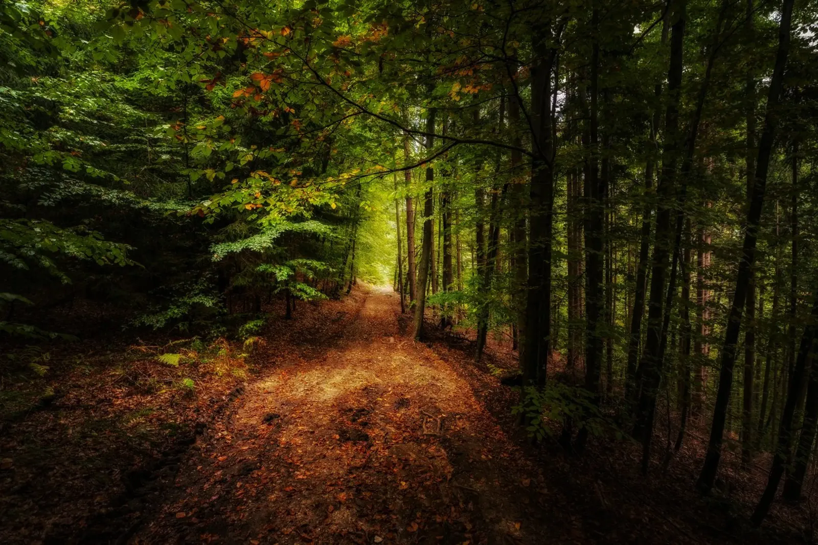 Geflüster der Herbstpfade Hahnemühle von PhotoVibe Decor