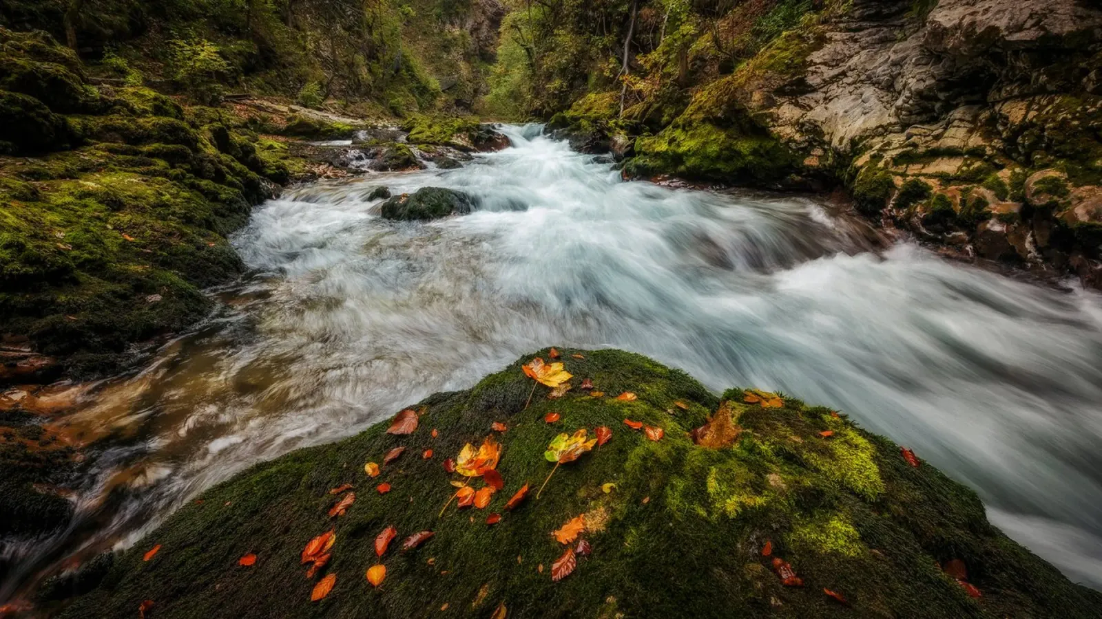 Sussurri di sentieri d'autunno carta hahnemühle da PhotoVibe Decor