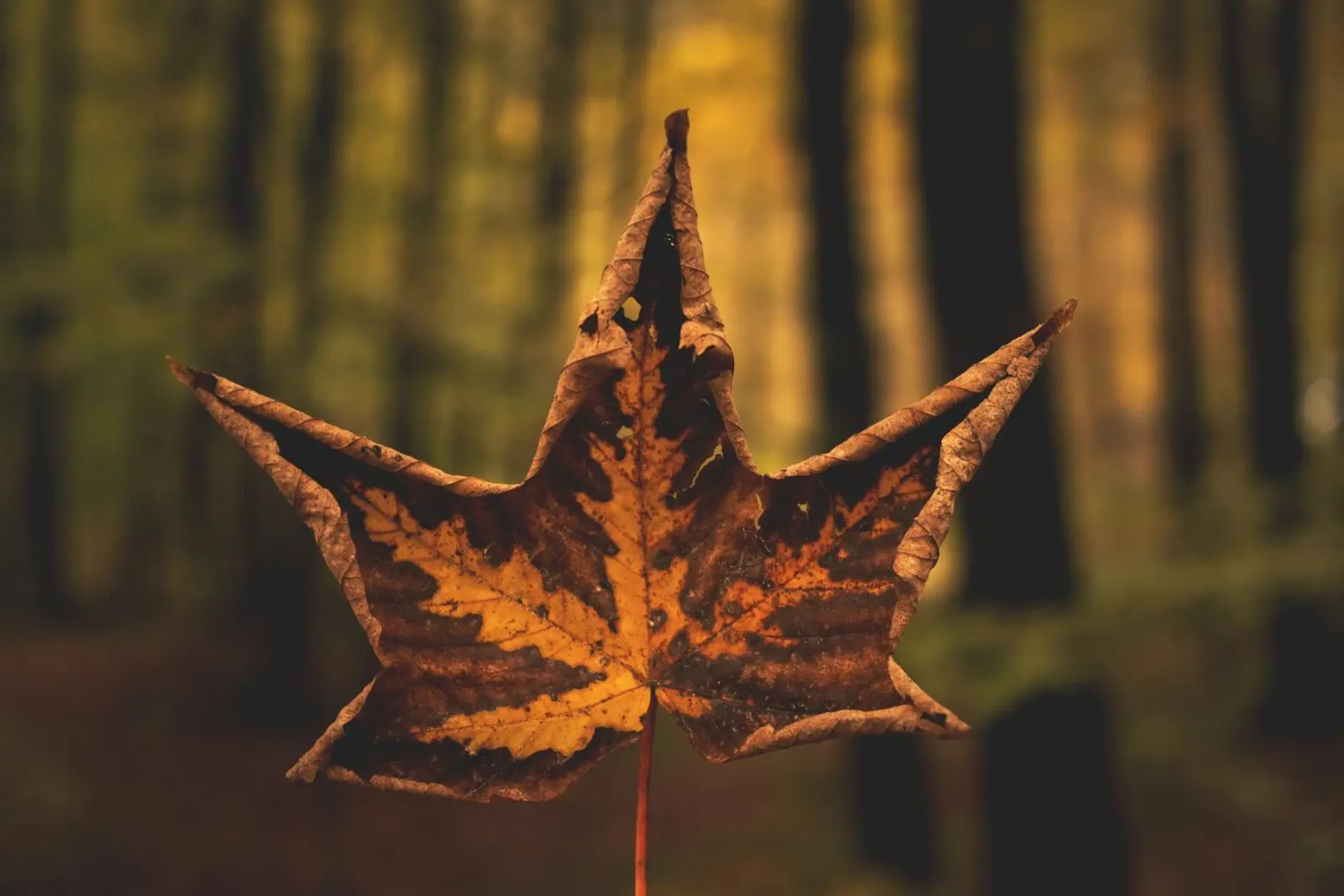 Sussurri di sentieri d'autunno carta hahnemühle da PhotoVibe Decor