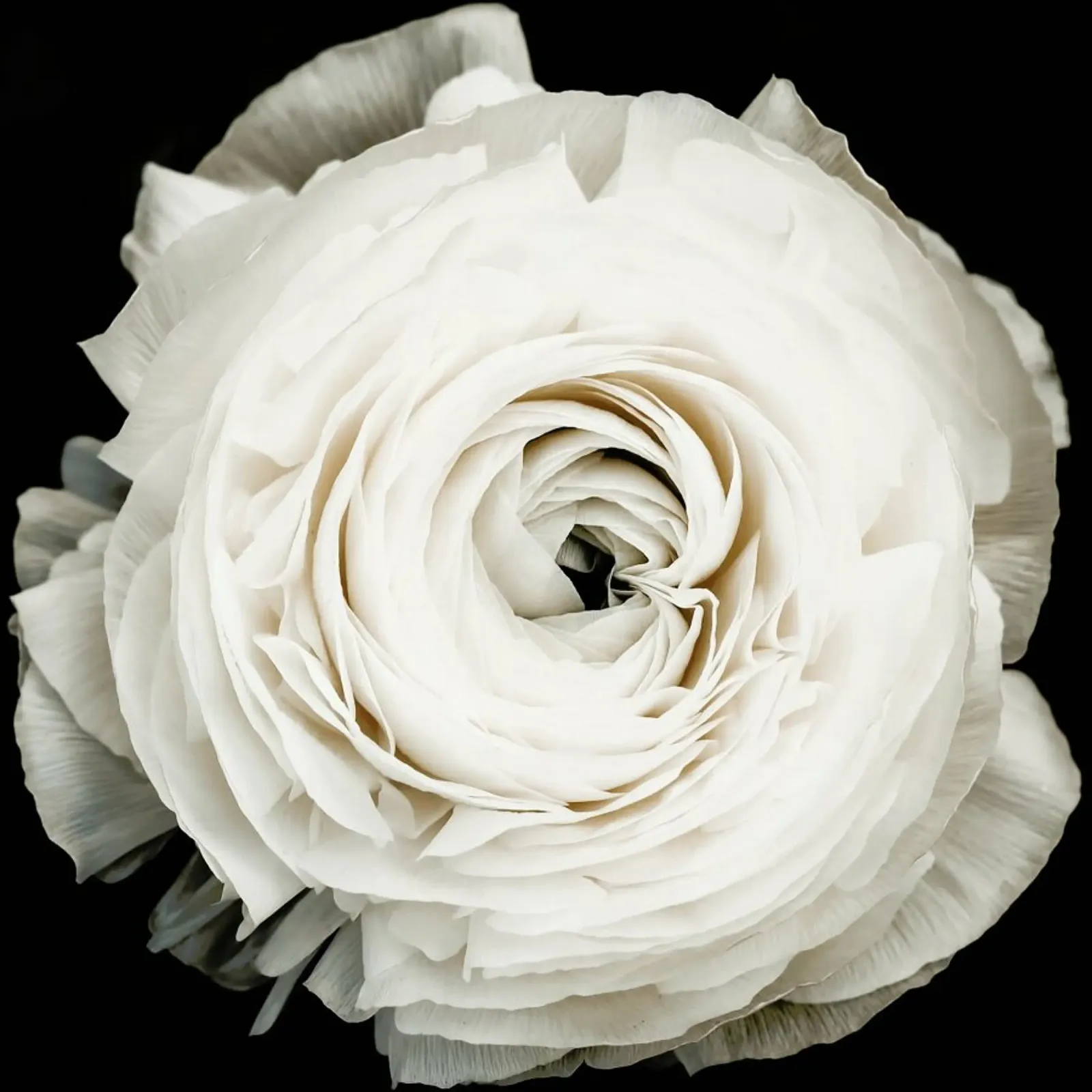 Fiore - Floreale bianco poster con telaio in alluminio da Ingrid Beddoes