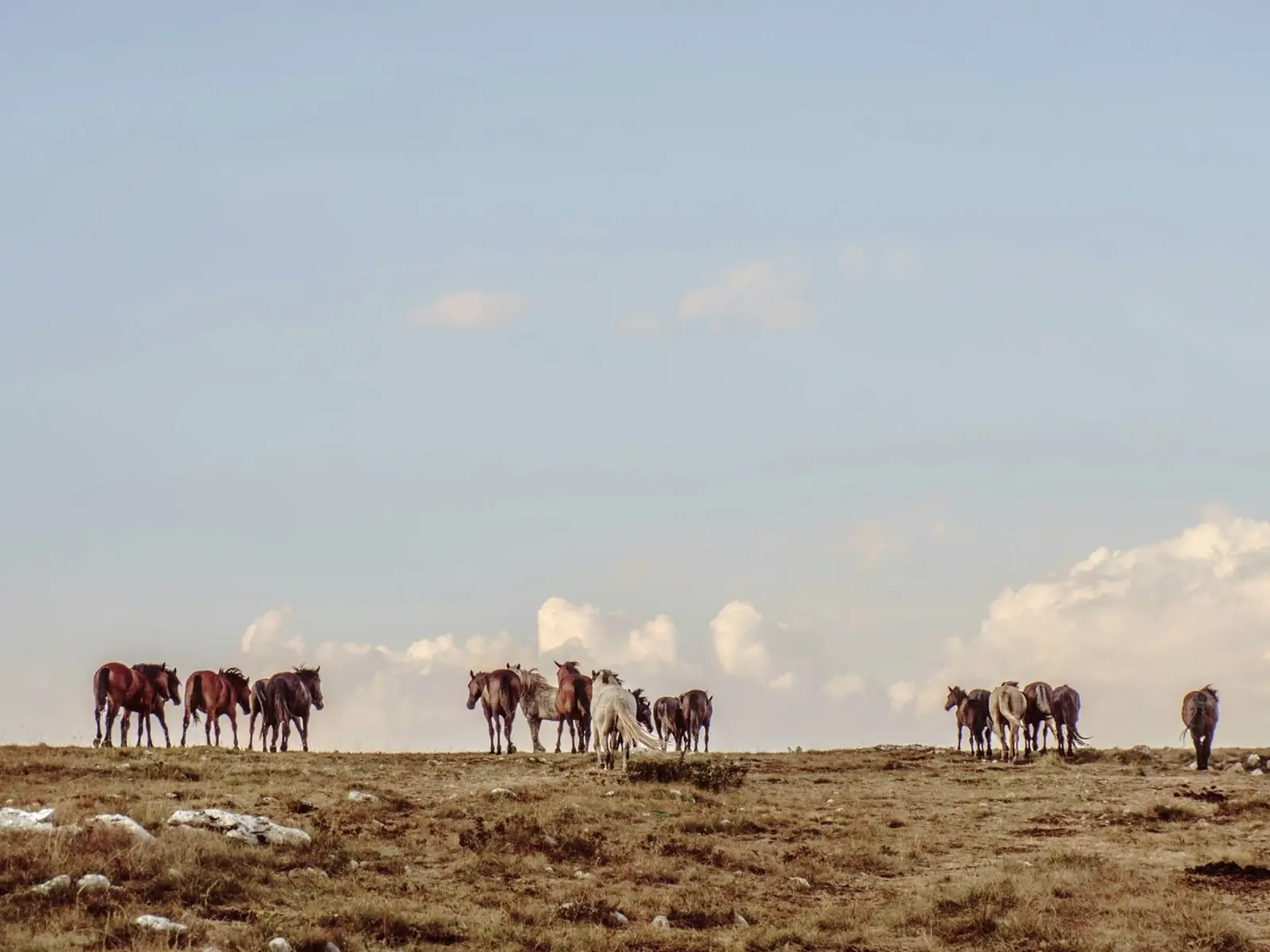 herd horses pasture hahnemühle by Horsire