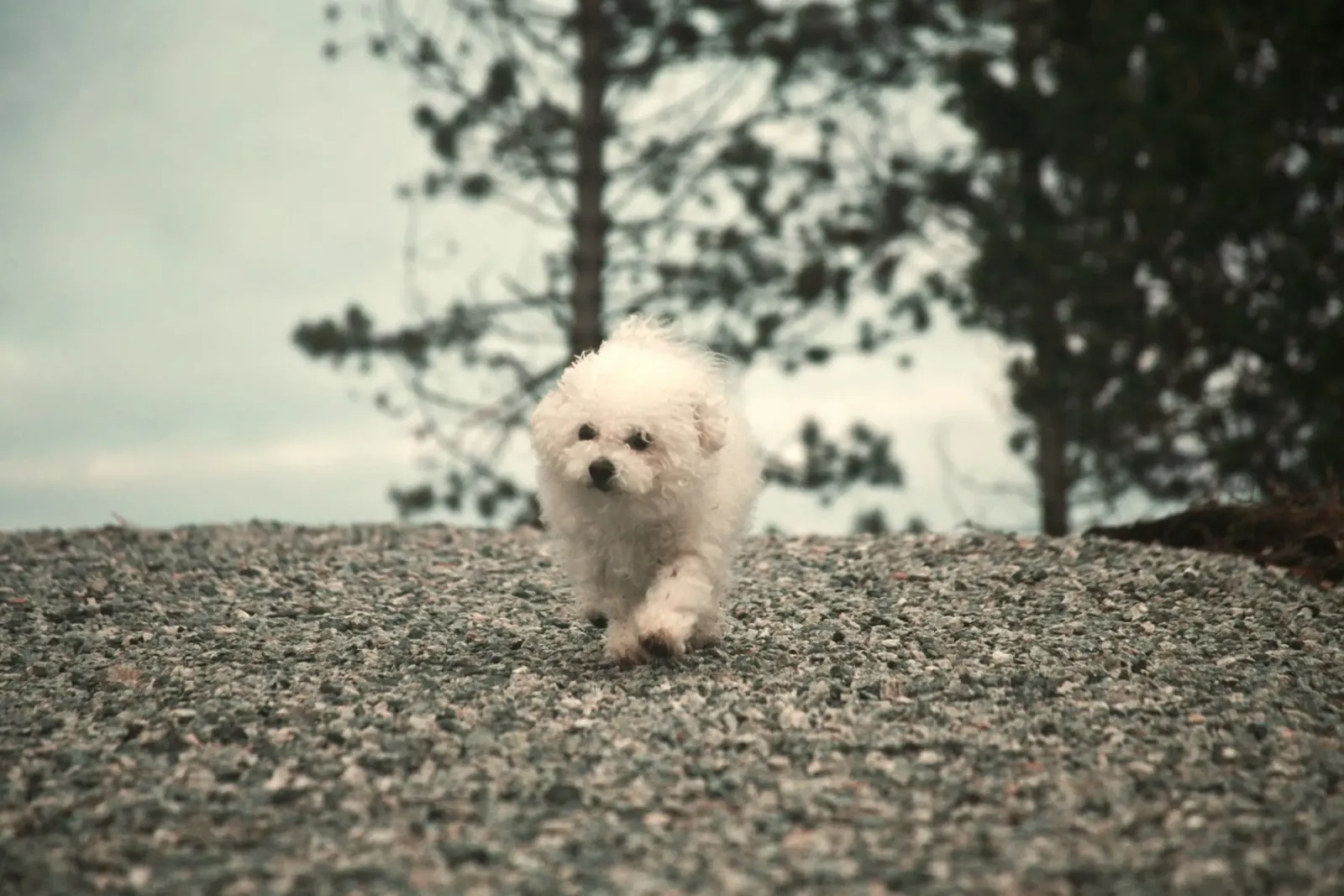 chiot jouant dans une forêt lumineuse poster de animal story home