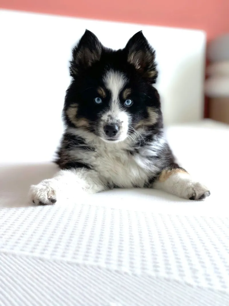 cucciolo con occhi blu pellicola backlit da animal story home