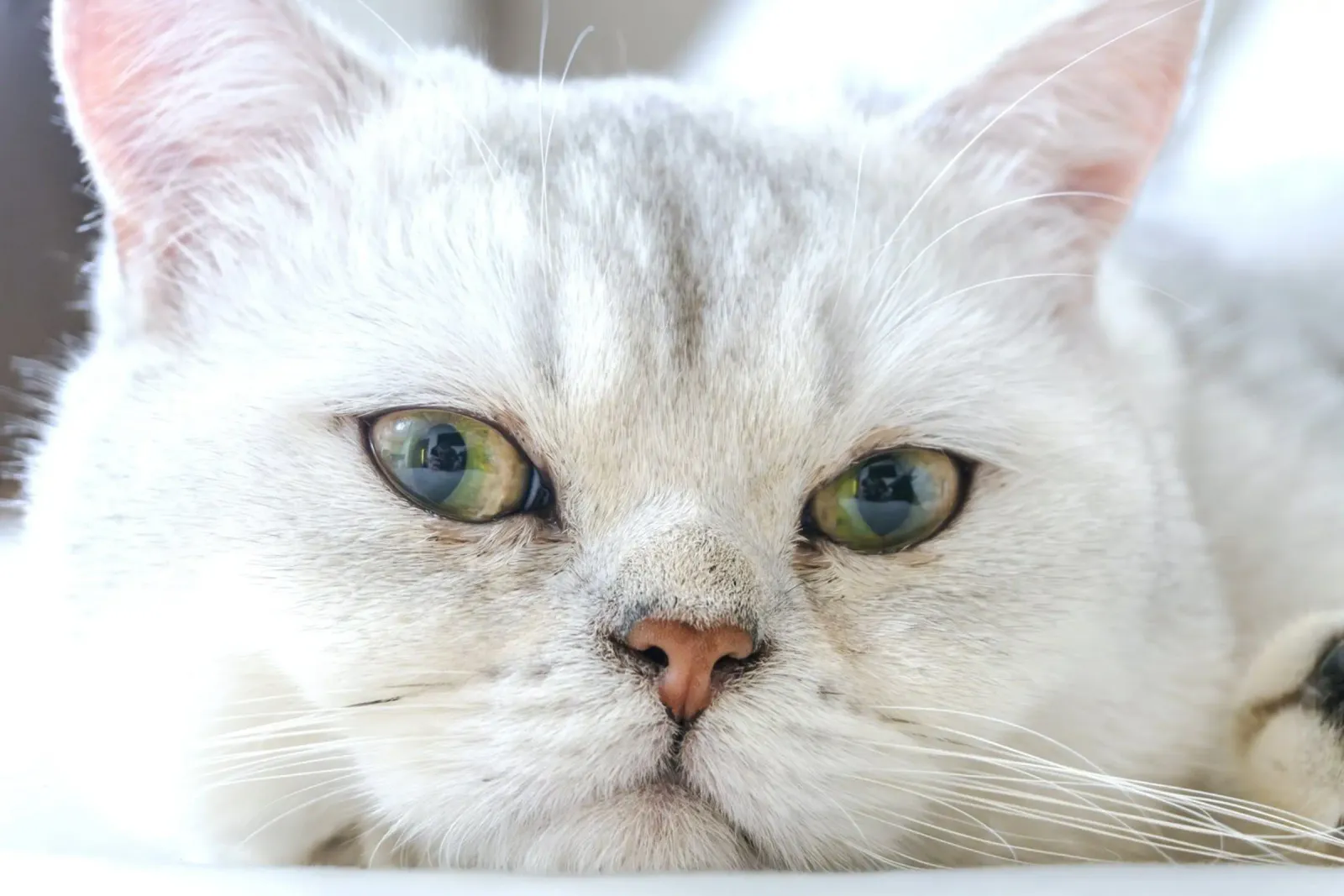 baffi gatto rilassato pellicola backlit da animal story home