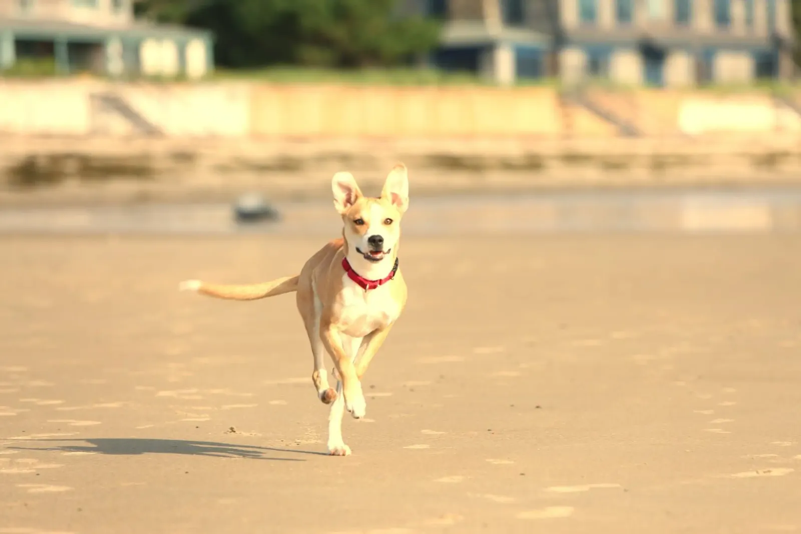 cane che corre in spiaggia pellicola backlit da animal story home
