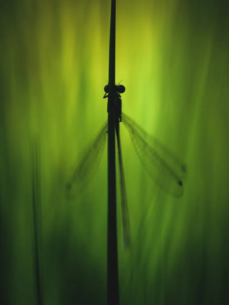 Dragonfly No. 1 pellicola backlit da OUTSIDE ONLY