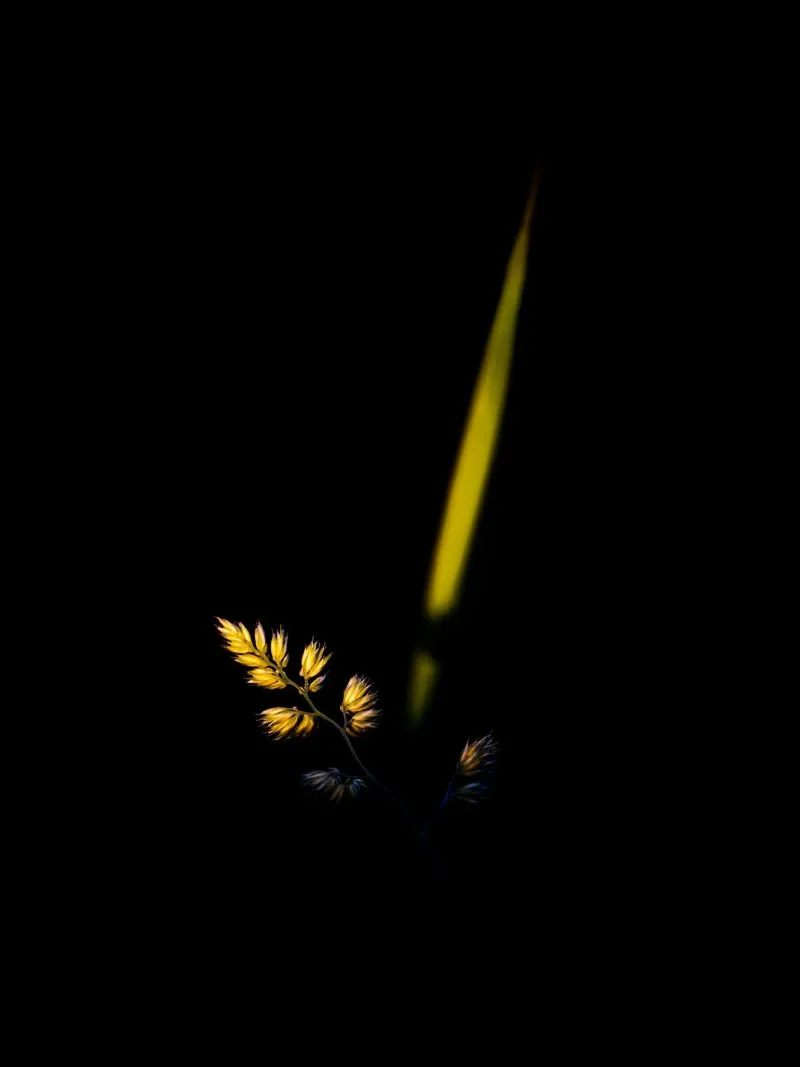 Grasses No. 3 pellicola backlit da OUTSIDE ONLY