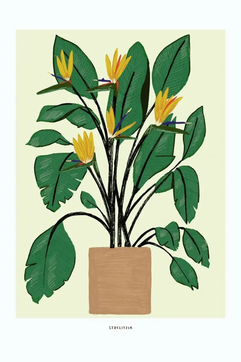 Pianta di Uccello del Paradiso poster con telaio in legno da Alex Foster