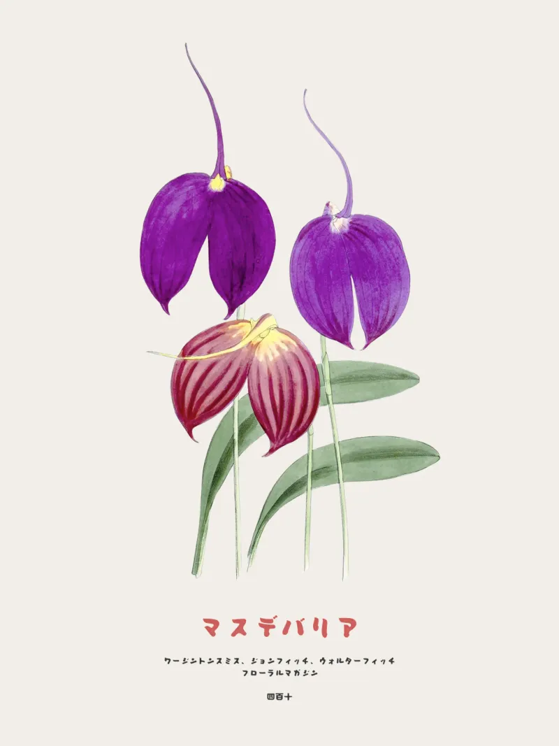 Fiori di Masdevallia d'epoca pellicola backlit da Vintagrafica