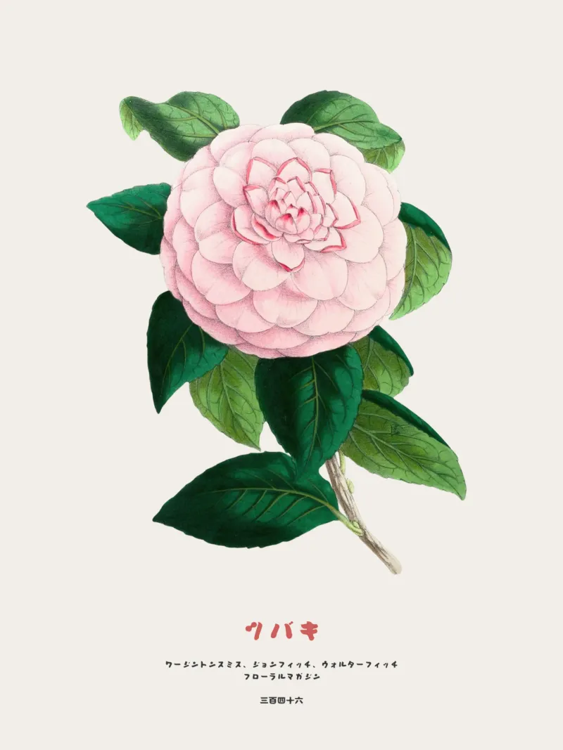 Fiore di camelia giapponese vintage pellicola backlit da Vintagrafica