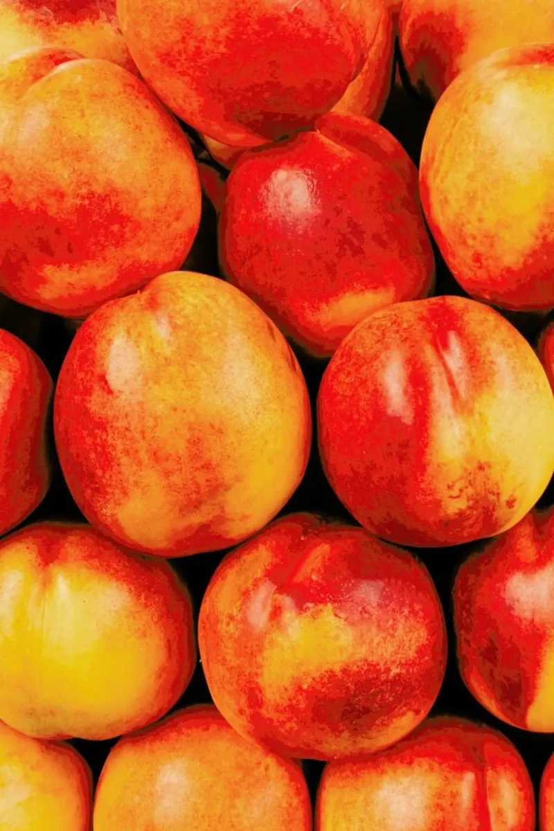 Peachy Day Leinwand von Sebastian Hilgetag