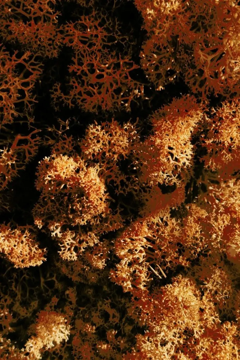 Light Shadow And The Sponge pellicola backlit da Sebastian Hilgetag
