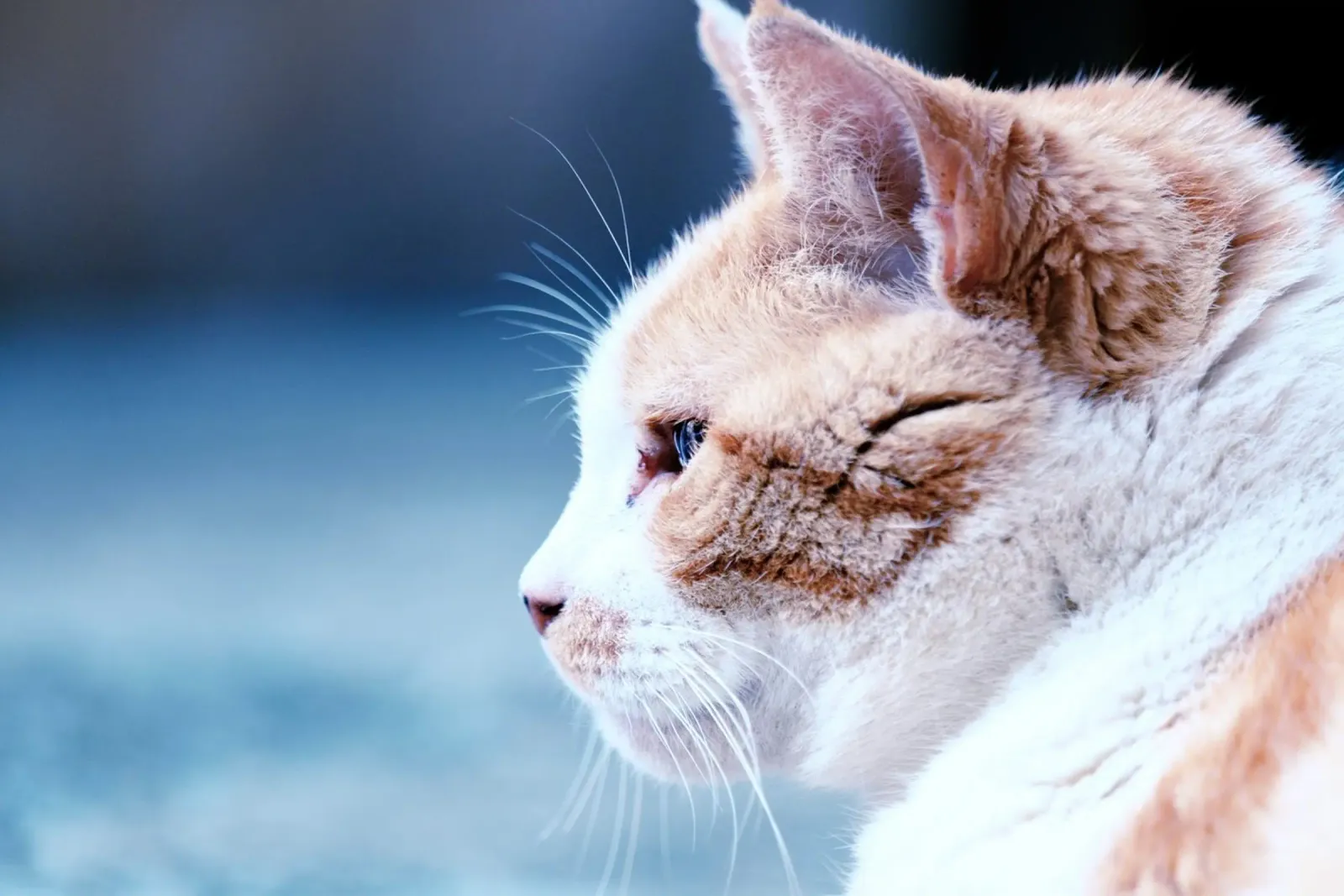whiskers cat hahnemühle by animal story home