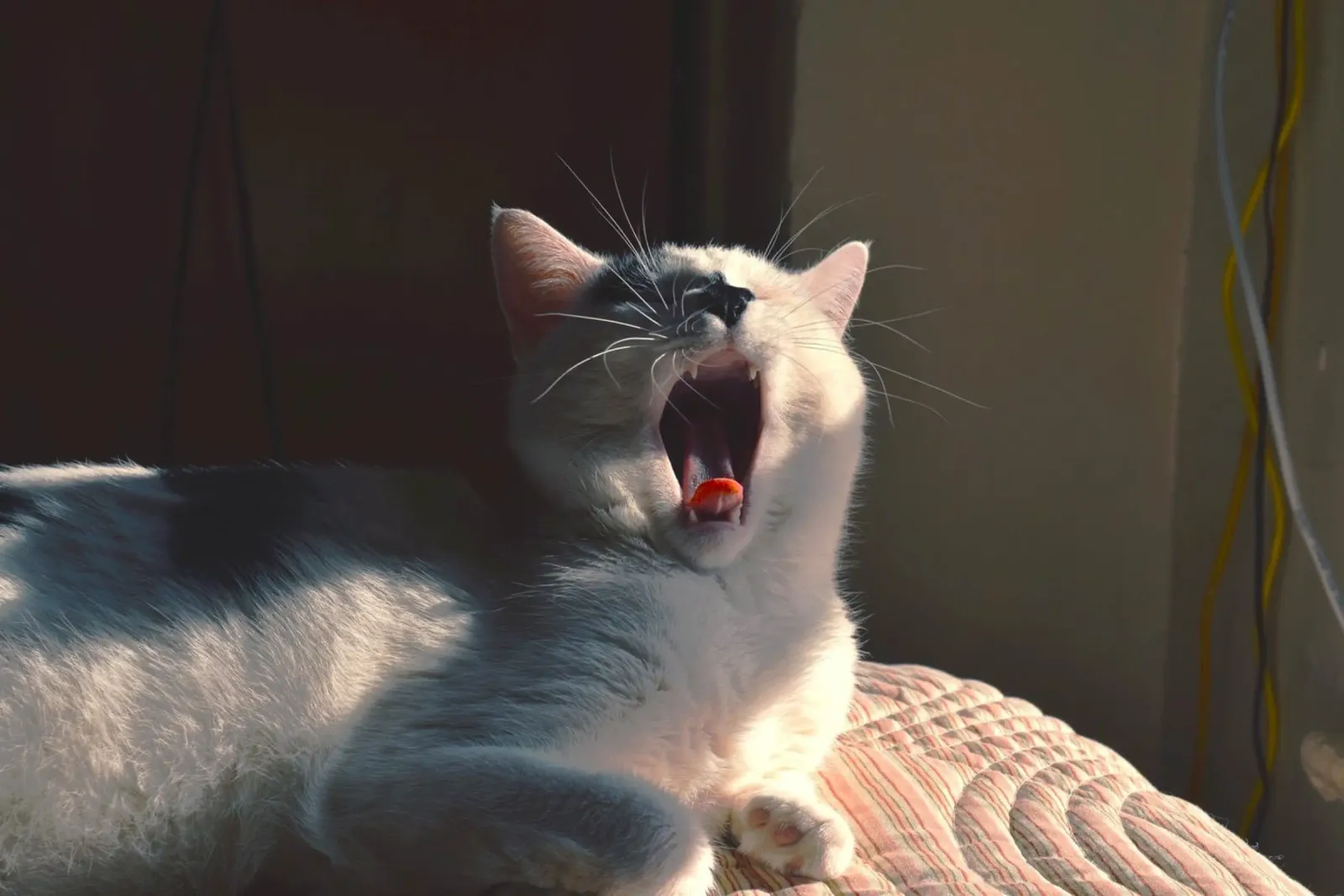 gatto che sbadiglia alluminio dibond da animal story home