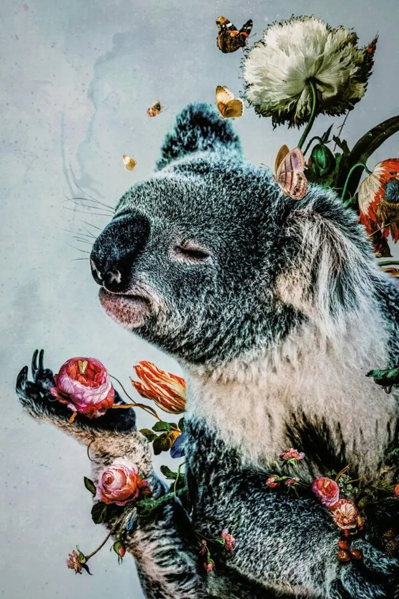 Koala tela con Cornice a cassetta da Wouter Rikken