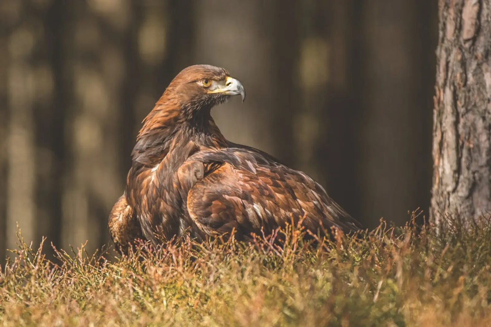 Golden Eagle pellicola backlit da Dave Hare Photography