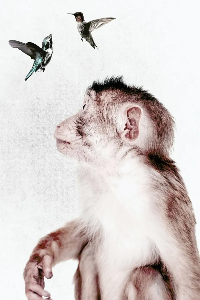 Little Monkey pellicola backlit da Wouter Rikken